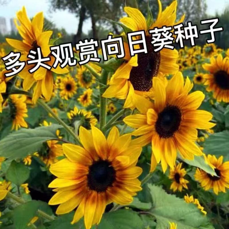 包邮）向日葵种子向日葵籽阳台盆栽四季播种开花高杆观赏