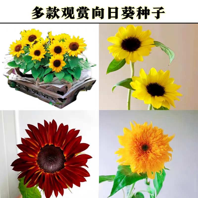 包邮）向日葵种子向日葵籽阳台盆栽四季播种开花高杆观赏
