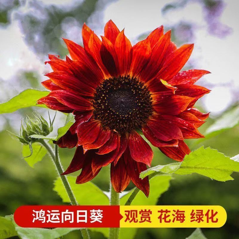 包邮）向日葵种子向日葵籽阳台盆栽四季播种开花高杆观赏