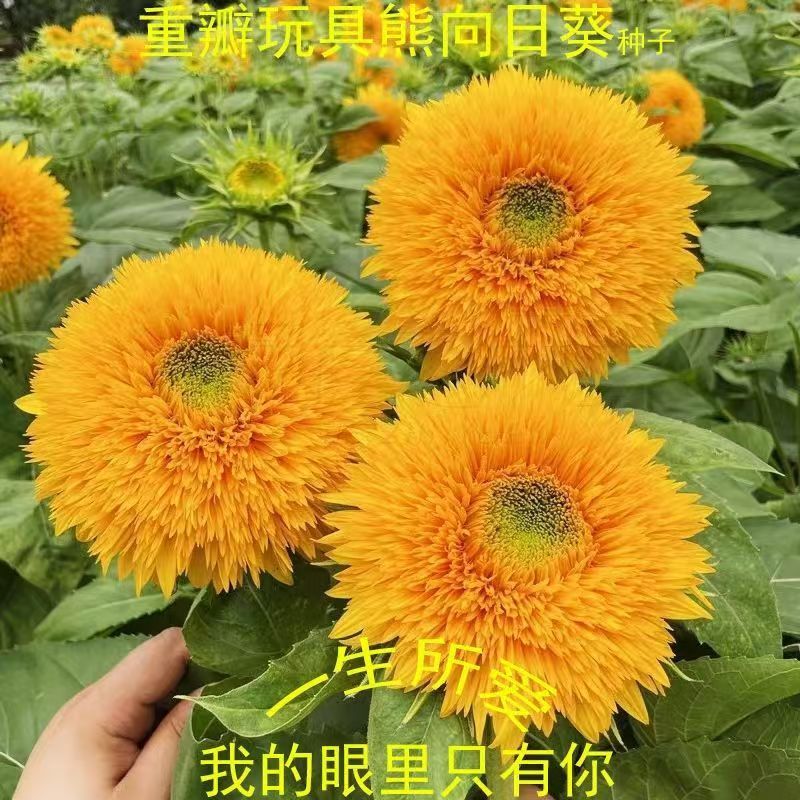 包邮）向日葵种子向日葵籽阳台盆栽四季播种开花高杆观赏