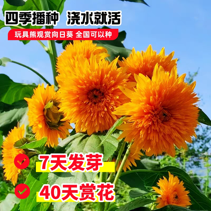 包邮）向日葵种子向日葵籽阳台盆栽四季播种开花高杆观赏