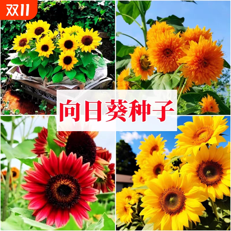 包邮）向日葵种子向日葵籽阳台盆栽四季播种开花高杆观赏