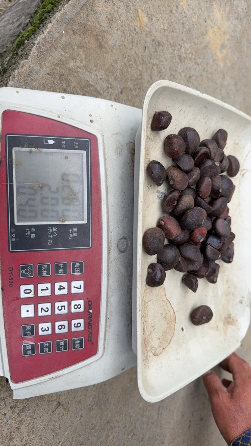 24小时在线山油茶果