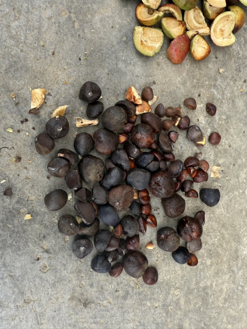 24小时在线山油茶果
