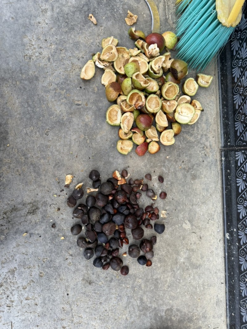 24小时在线山油茶果