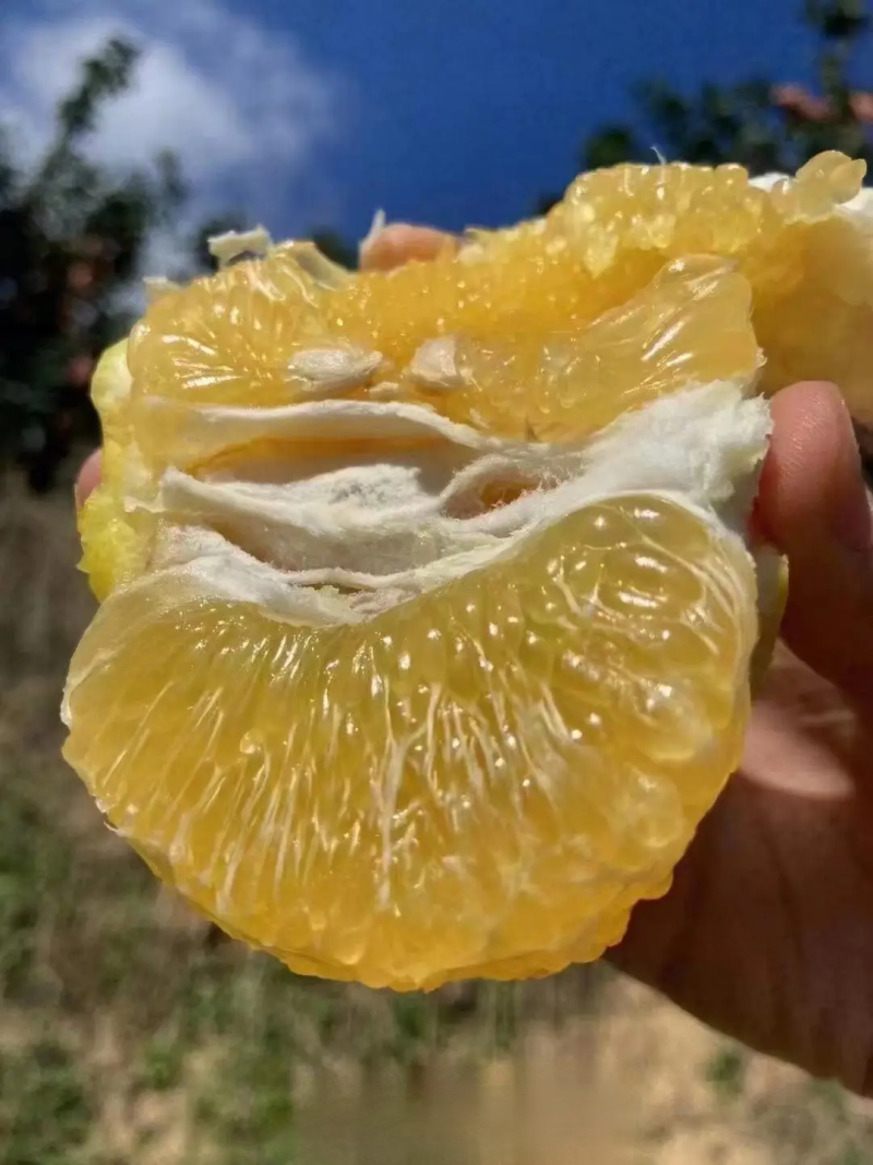 青皮葡萄柚通货大量出售