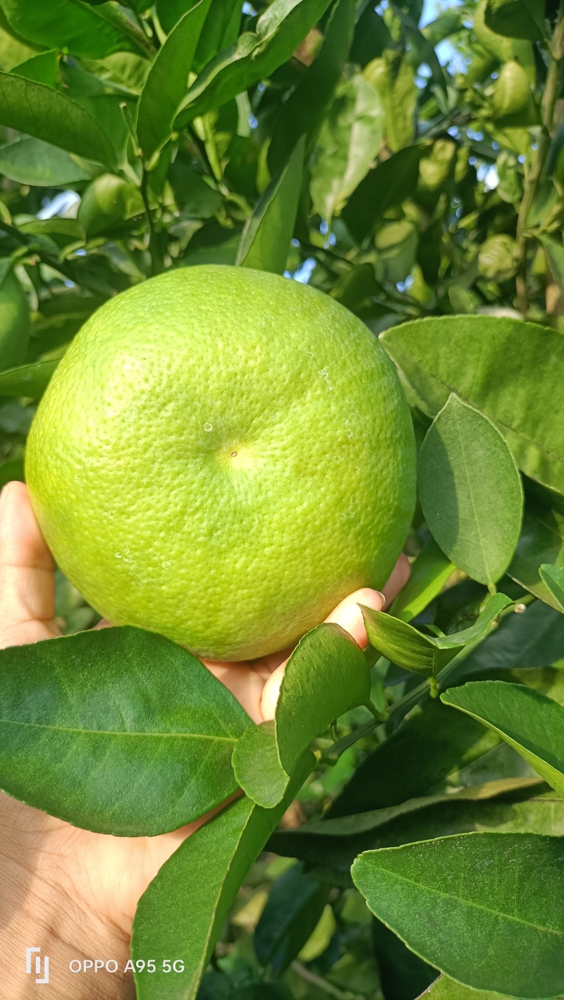 青皮葡萄柚通货大量出售