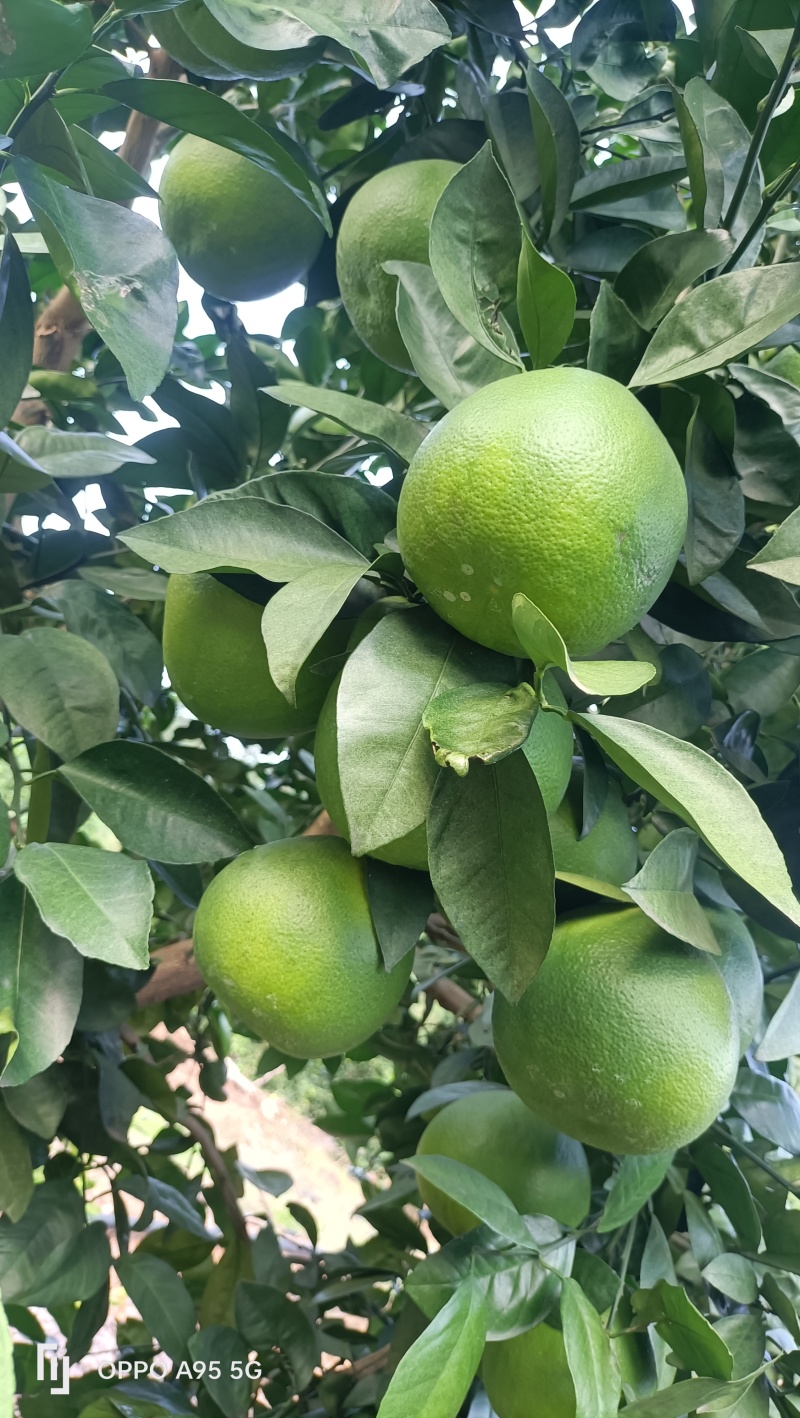 青皮葡萄柚通货大量出售