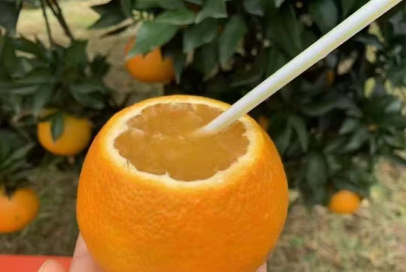 爱媛果冻橙