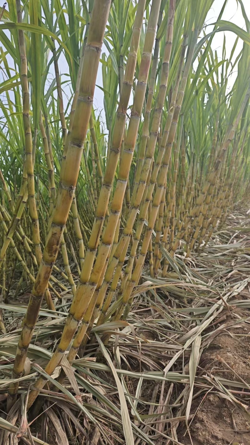 黄金甘蔗黄皮甘蔗大量供应甜度高威县本地欢迎来电