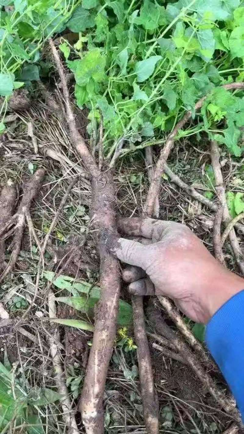 白条党参