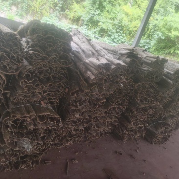筛好直发杜仲树长期供货成活率高