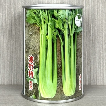波尔特西芹免催芽皇后西芹种子速生高产耐热耐寒芹菜种籽口感