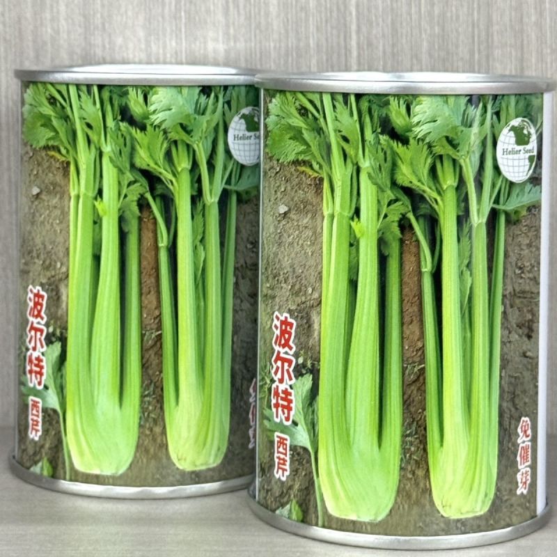 波尔特西芹免催芽皇后西芹种子速生高产耐热耐寒芹菜种籽口感