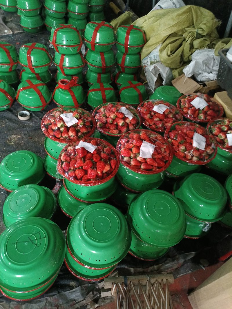 天仙醉草莓妙香草莓专业代收大量供应