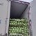 四川鸡心白菜新鲜上市价格美丽整车走货对接全国量大从优