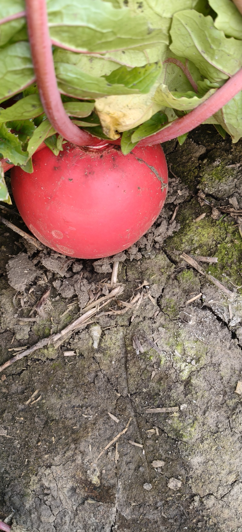 红皮萝卜，现拔，无蛆眼，无虫害支持各种包装，随时联系