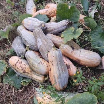 湖北蜜本南瓜