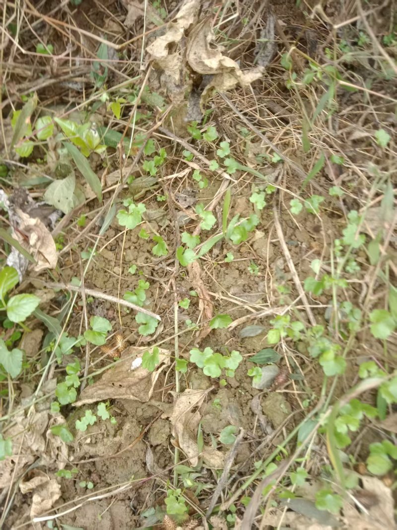 湖南安化野生猫爪草现挖现卖量大从优