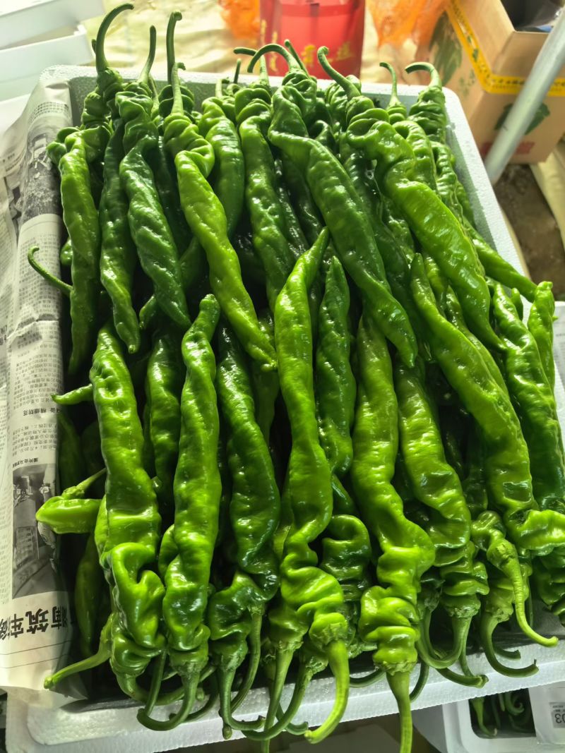 辣椒安徽鲜辣椒螺丝椒薄皮椒301泡椒线椒货源