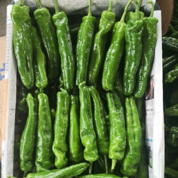 辣椒安徽鲜辣椒螺丝椒薄皮椒301泡椒线椒货源