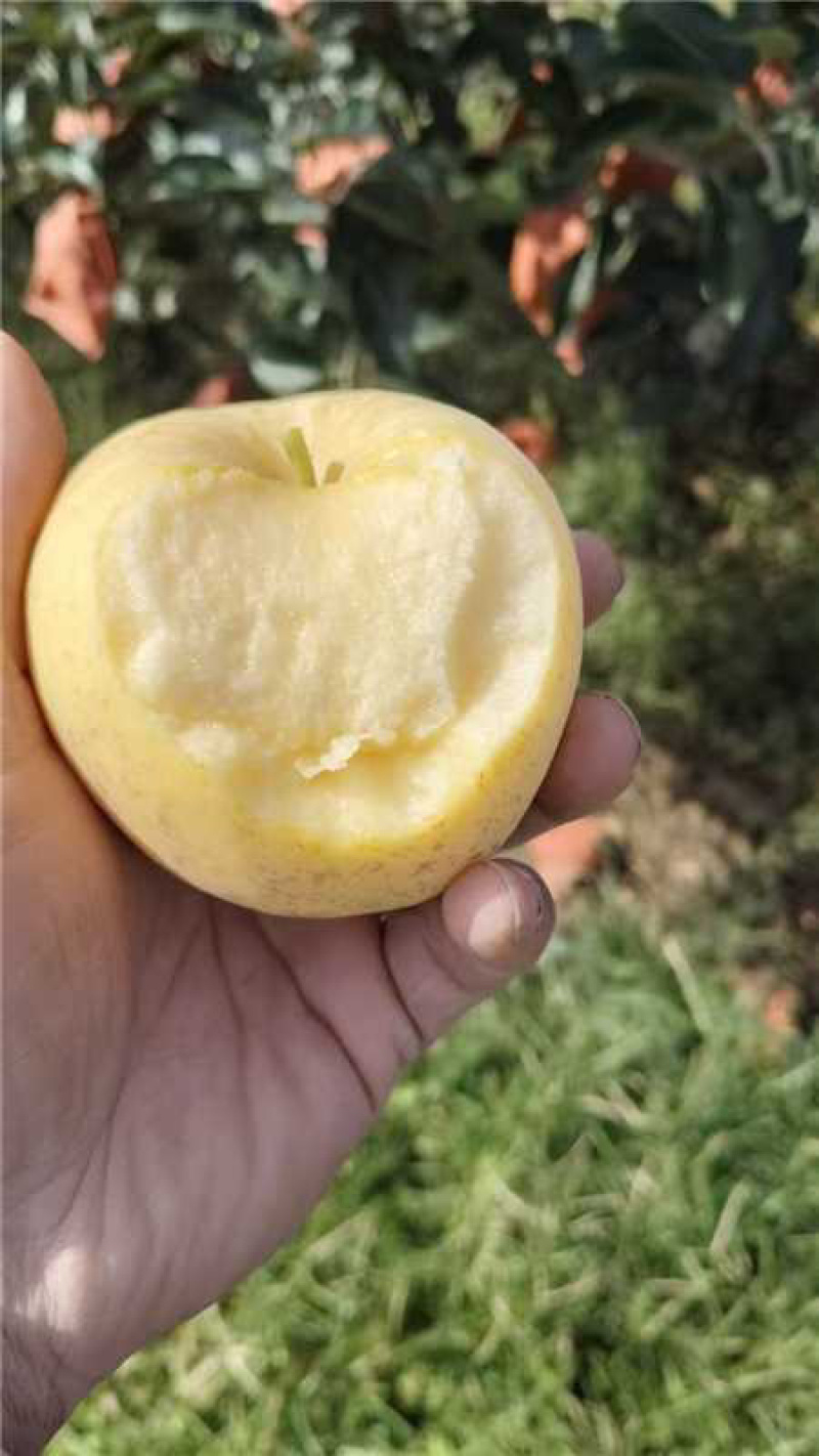 黄金维纳斯，新鲜现货速发，欢迎各位老板选购