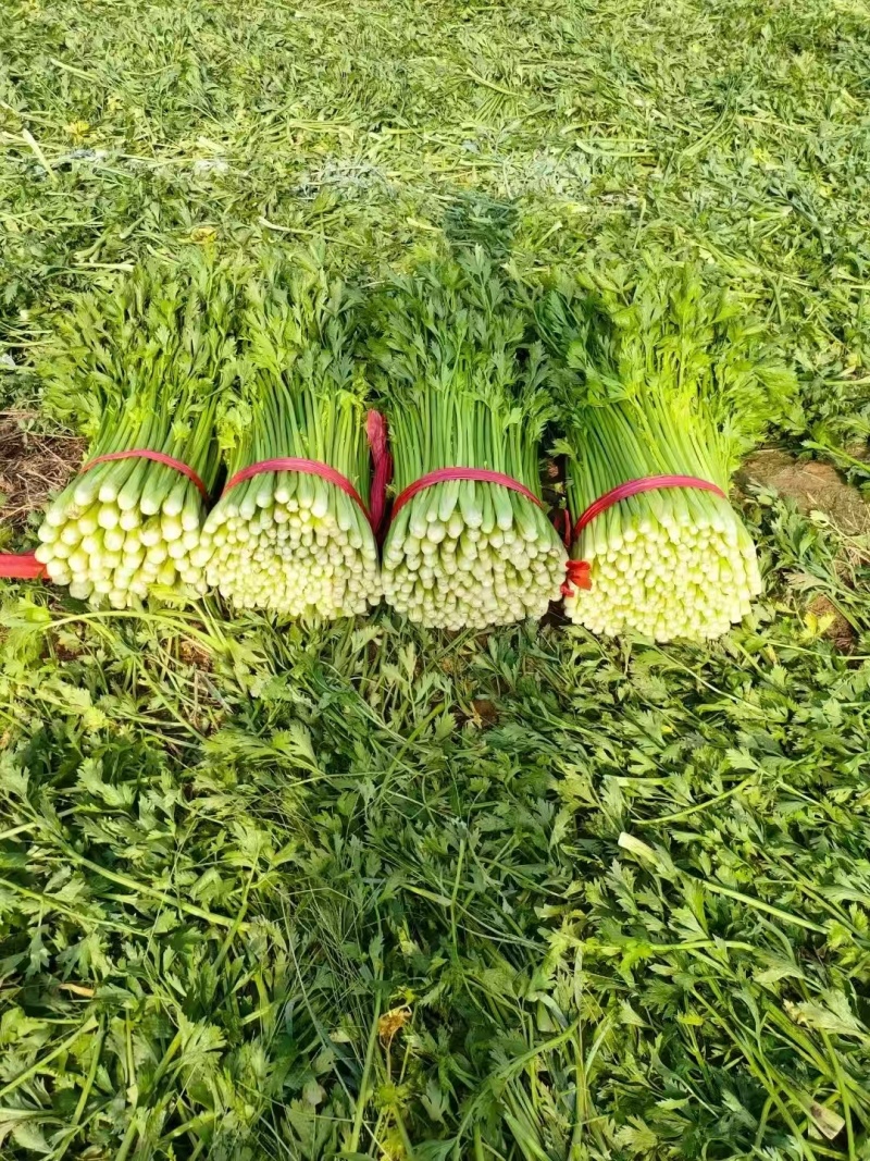 万亩基地优质西芹