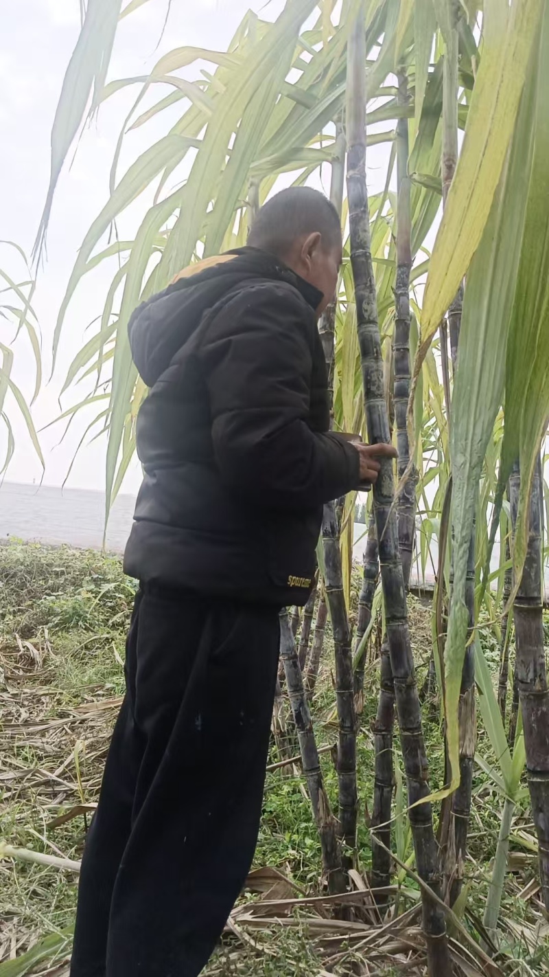 山东本地水果甘蔗黑皮甘蔗商超直供量大从优发货加急