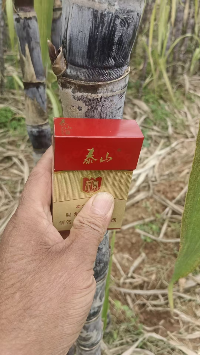 山东本地水果甘蔗黑皮甘蔗商超直供量大从优发货加急