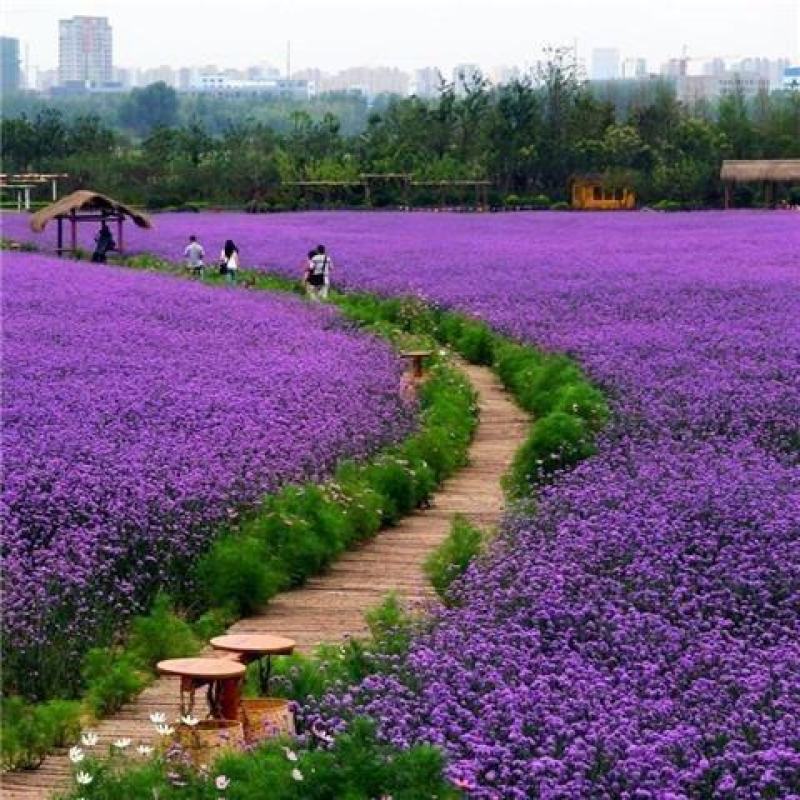 柳叶马鞭草种子春秋播花种孑盆栽花海花卉种籽多年生花花籽