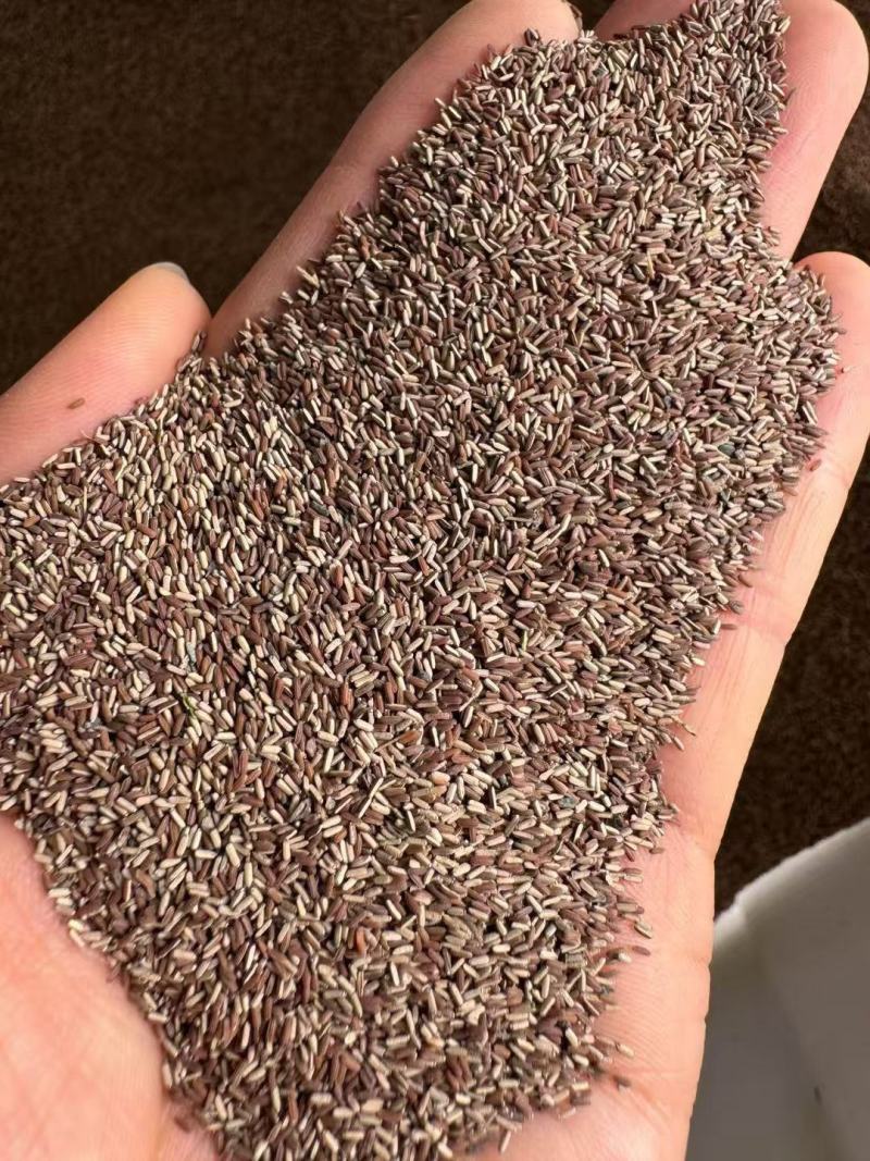 柳叶马鞭草种子春秋播花种孑盆栽花海花卉种籽多年生花花籽