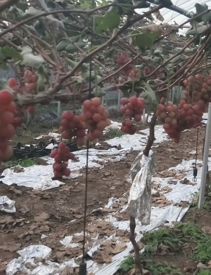 希拉串妮娜皇后葡萄