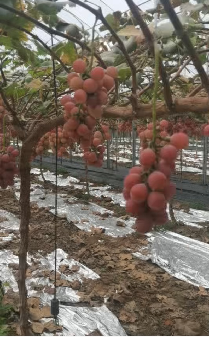 希拉串妮娜皇后葡萄