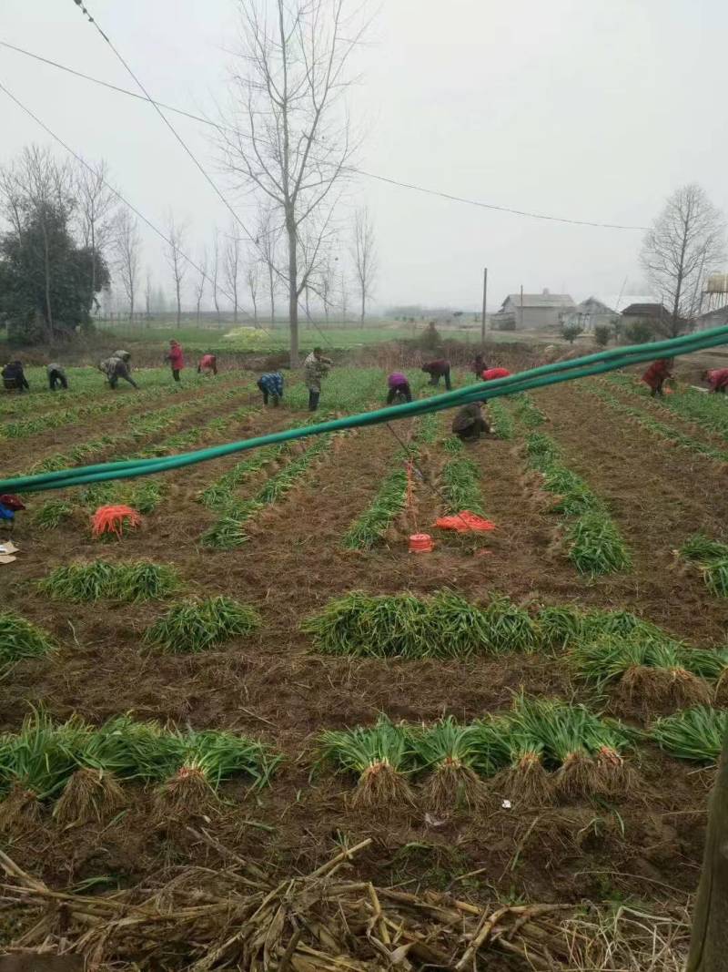【推荐】红根蒜苗，供应市场商超电商，一手货源量大从优