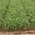 【推荐】红根蒜苗，供应市场商超电商，一手货源量大从优
