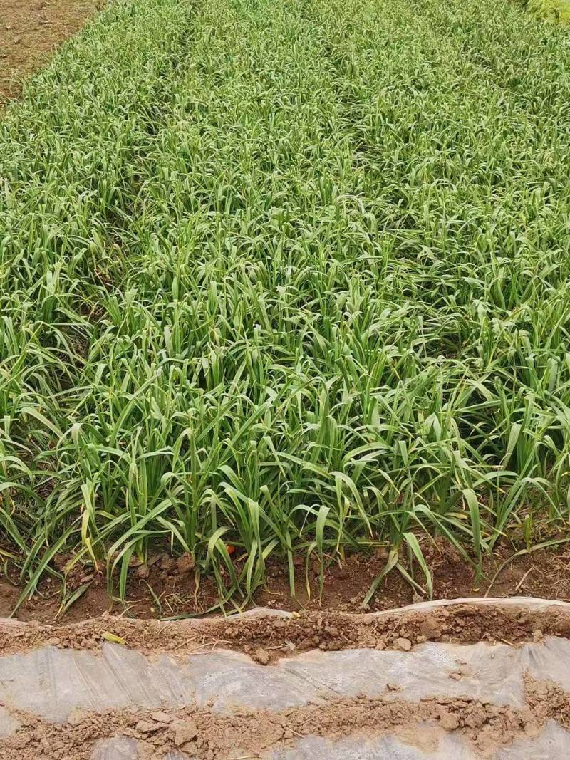 【推荐】红根蒜苗，供应市场商超电商，一手货源量大从优