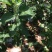 【推荐】咸恒青砧种苗：无支架无病毒矮化苹果实生苗