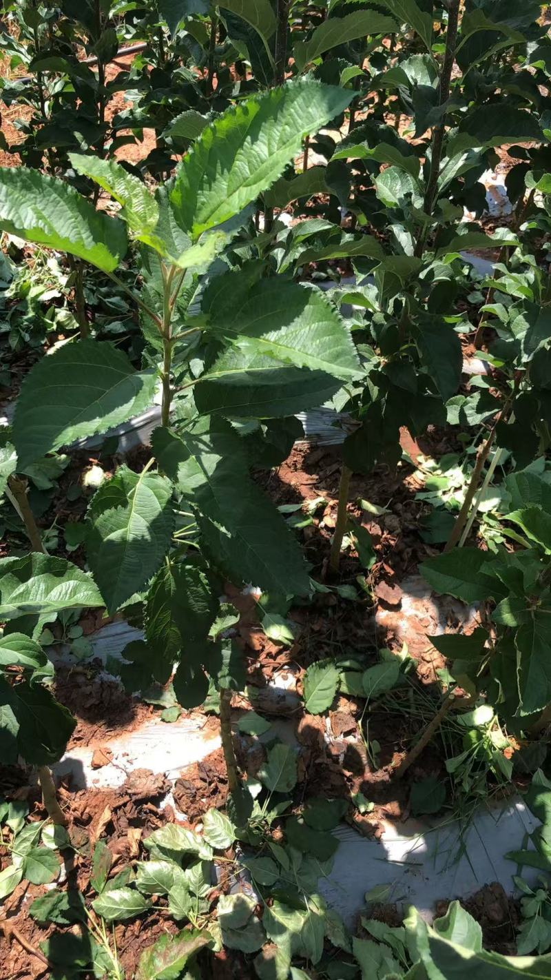 【推荐】咸恒青砧种苗：无支架无病毒矮化苹果实生苗