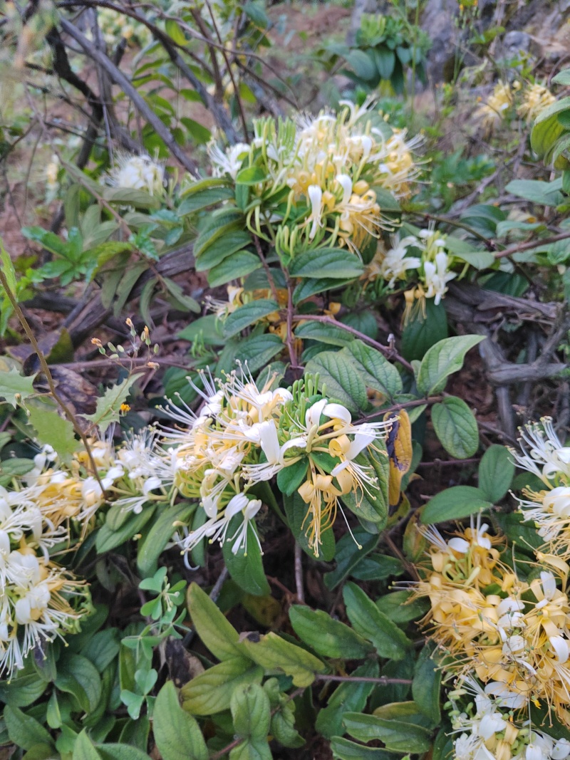 野生金银花花籽，生晒无硫，具有淡淡的清香味