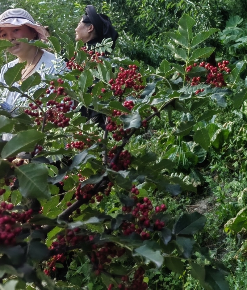 茂汶花椒