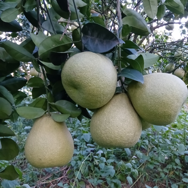 度尾文旦柚