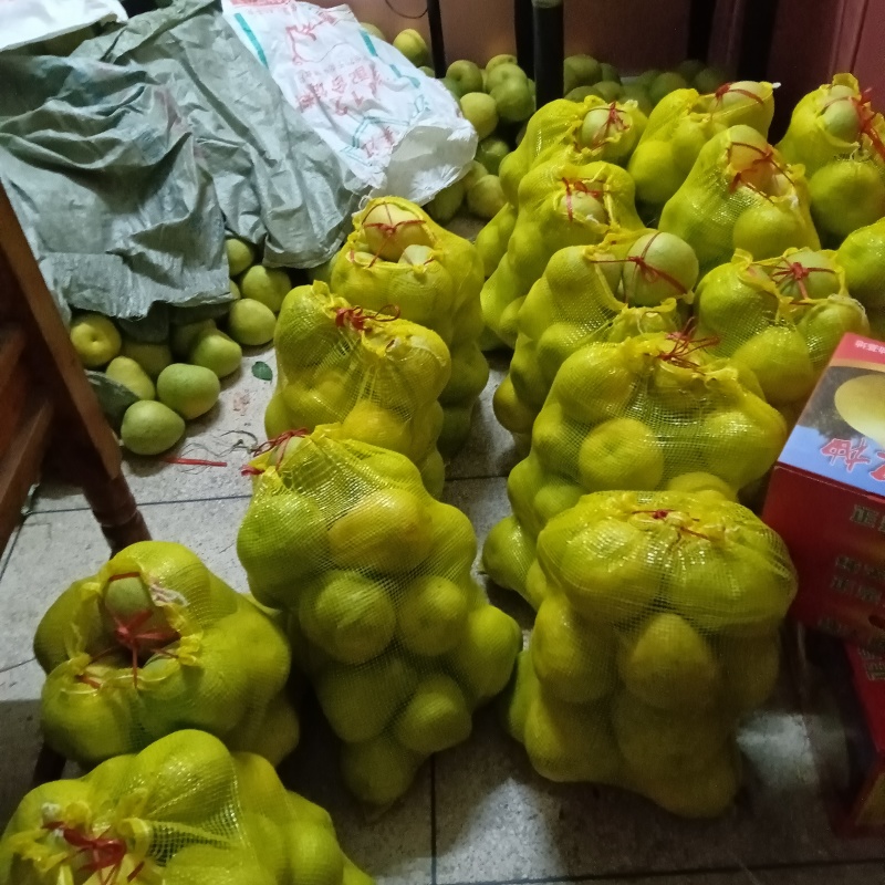 度尾文旦柚
