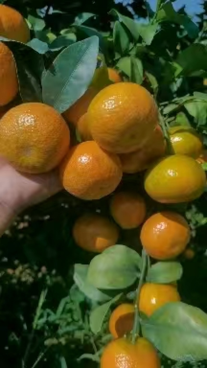 《金秋沙糖桔》广西沙糖桔/产地货源/质量保证/整车批发