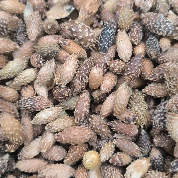苍耳子炒苍耳子批发各种规格中药材质量保证量大从优