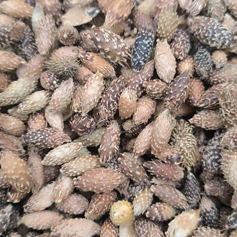 苍耳子炒苍耳子批发各种规格中药材质量保证量大从优
