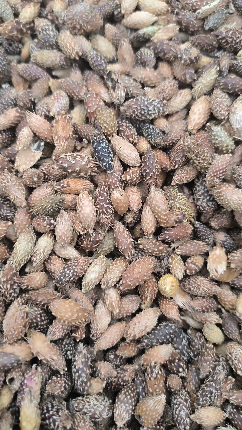 苍耳子炒苍耳子批发各种规格中药材质量保证量大从优