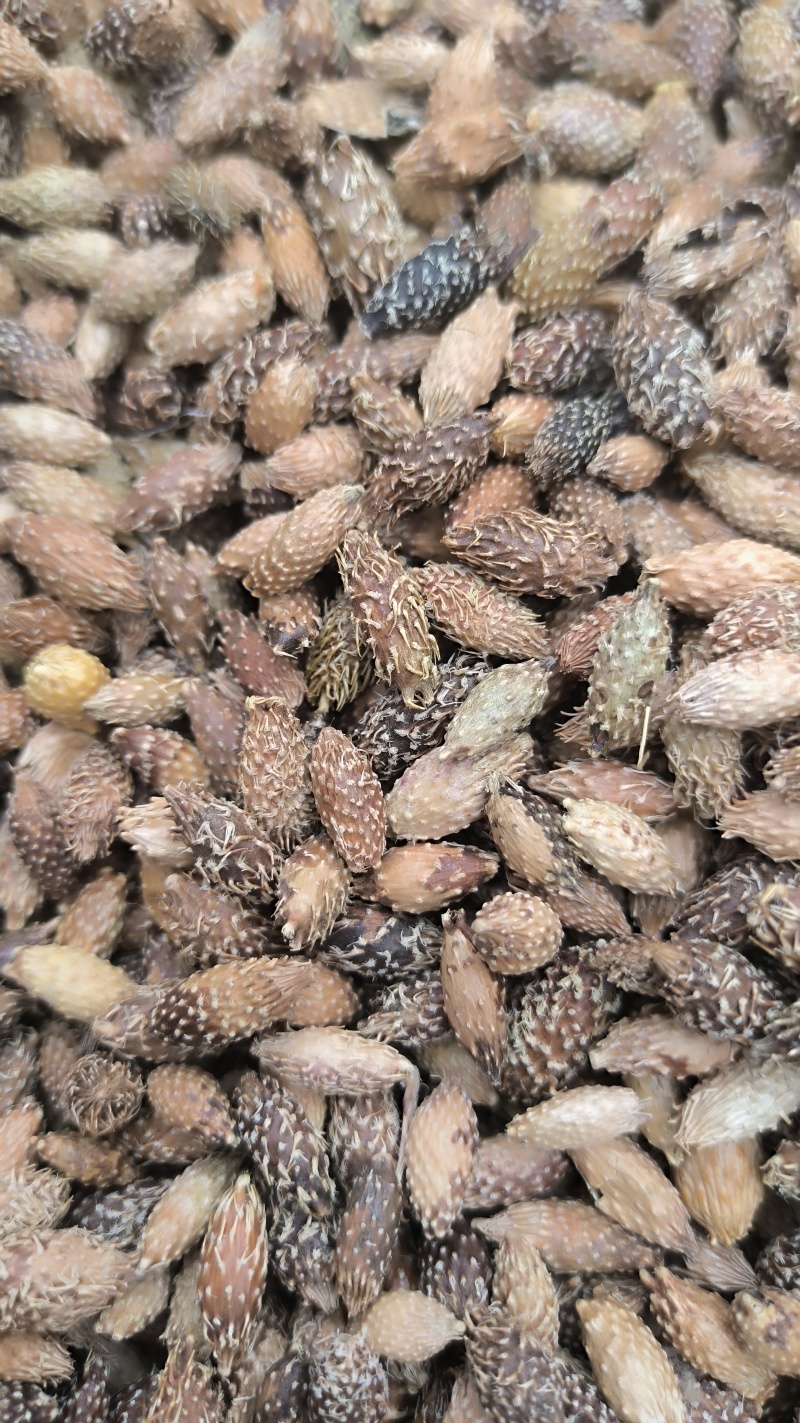 苍耳子炒苍耳子批发各种规格中药材质量保证量大从优