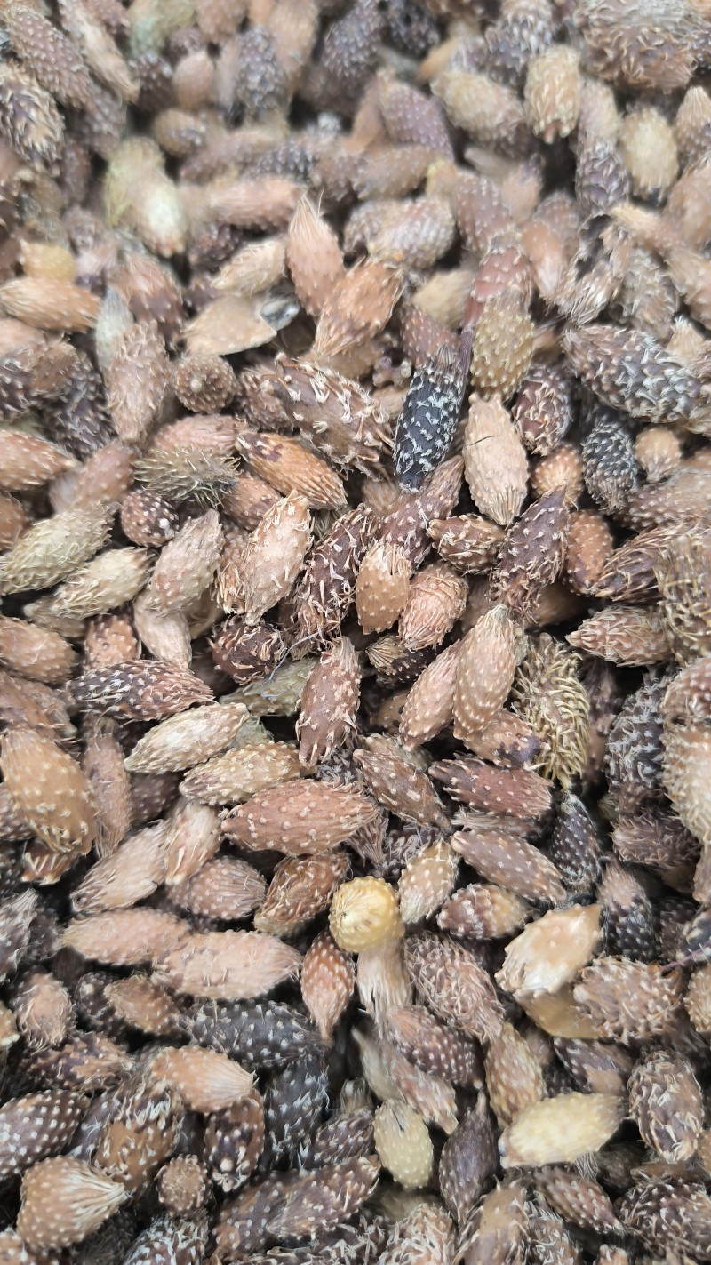 苍耳子炒苍耳子批发各种规格中药材质量保证量大从优