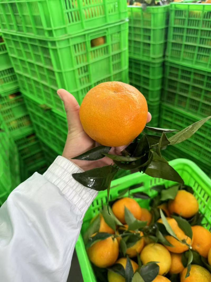 爱媛大量上市中