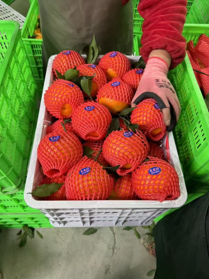 爱媛大量上市中